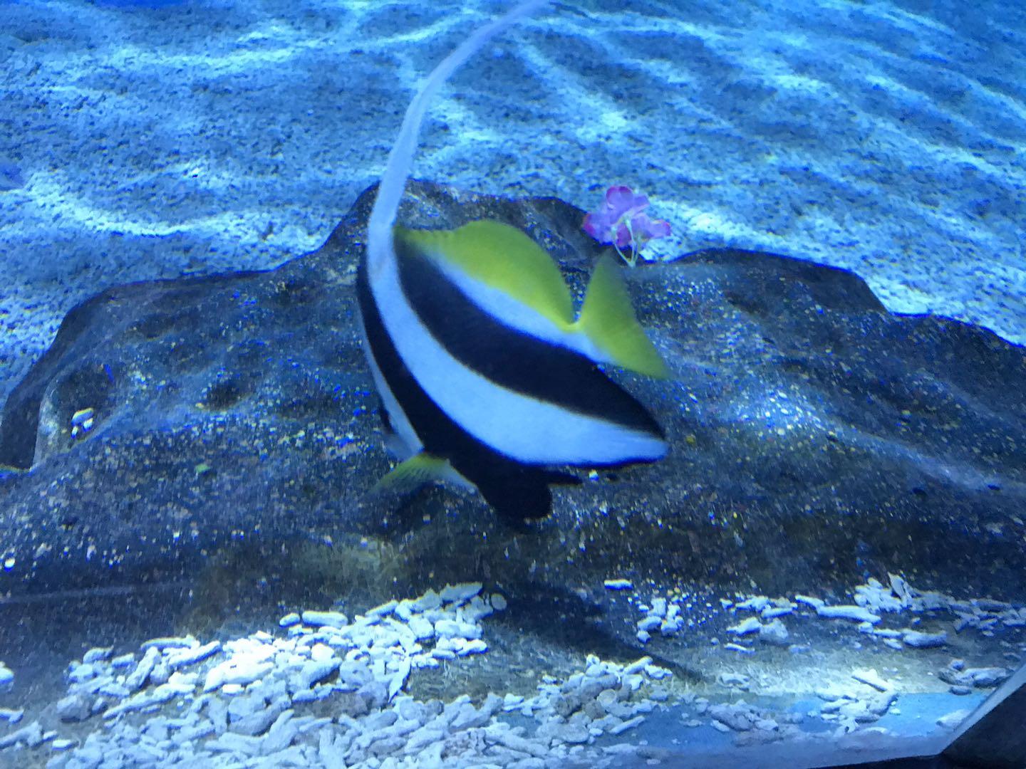 南昌八一书羽测试：铂尔曼酒店艺术户外草坪婚礼