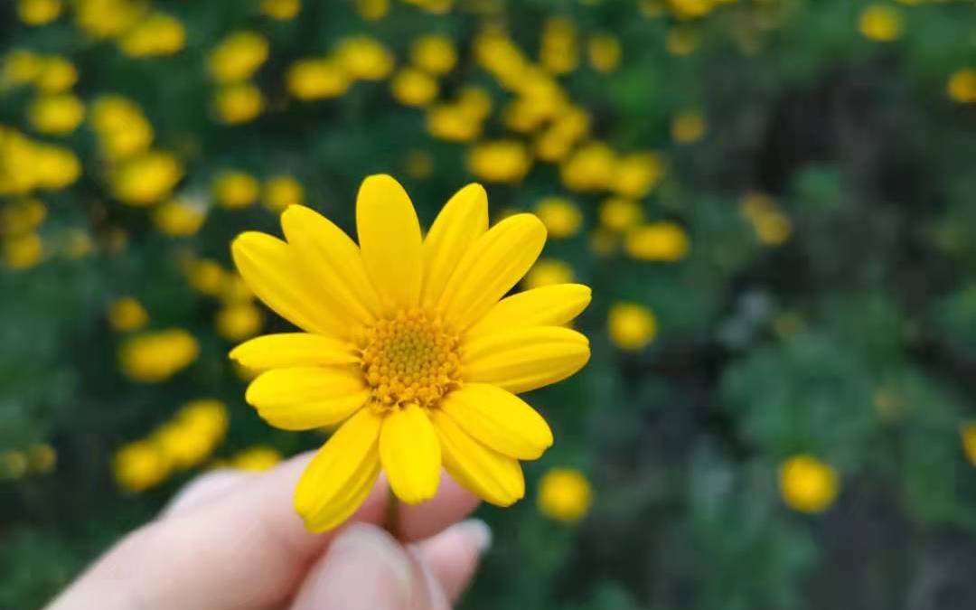 测试-森系白绿色婚礼送资深四大金刚