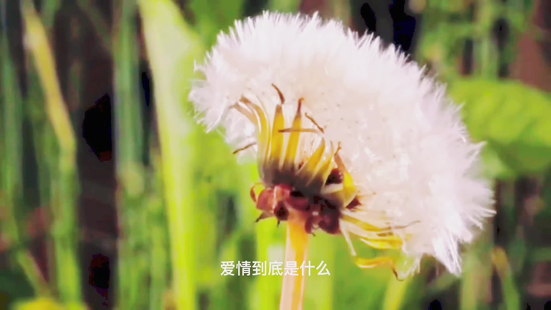 Best丨爱如阳光般温暖丨彼岸
