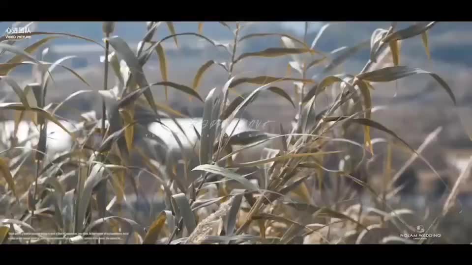 玉山_諾蘭WEDDING 高級定制《紅金巴洛克》