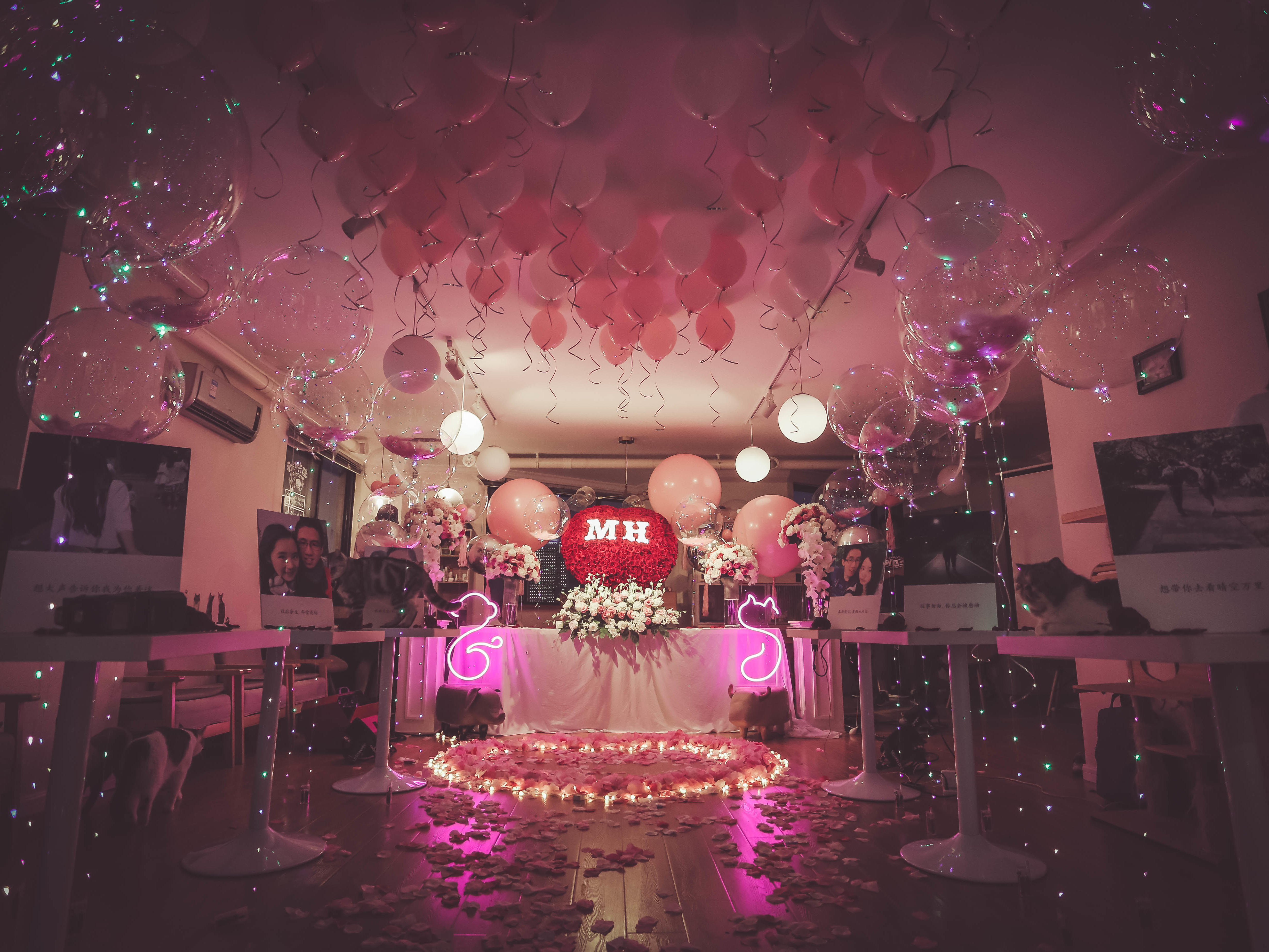 宠物咖啡馆求婚 爱猫人士的专属浪漫