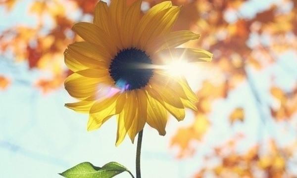 秋日香气 You are my sunshine