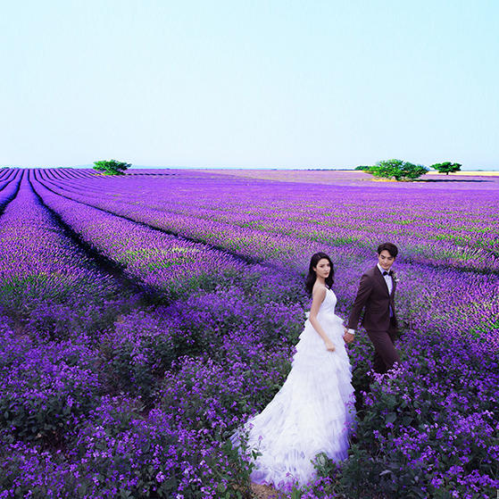 【无边花海系列】花期主题 浪漫开启