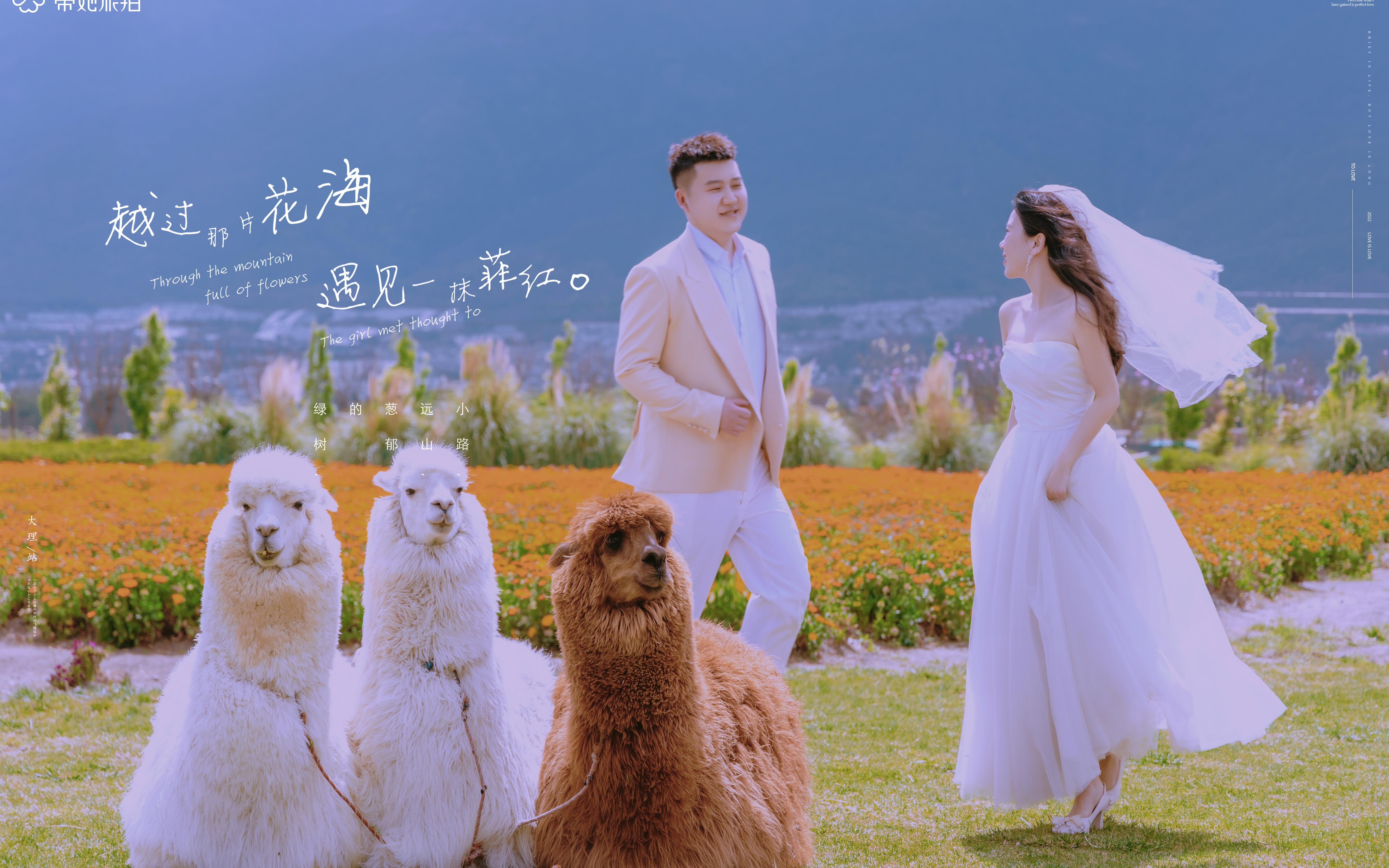 花兮旅拍|大理站|可愛羊駝萌化你的心