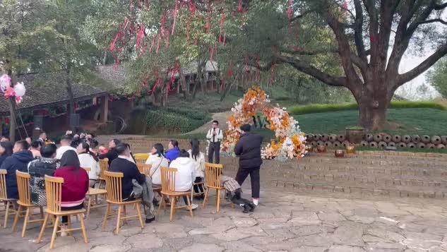 老樟树下爱的长大