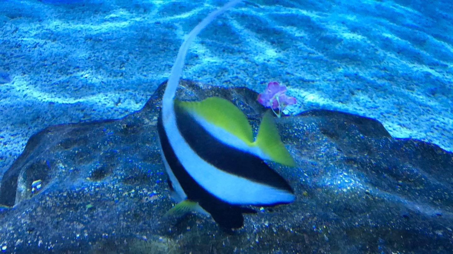 南昌八一书羽测试：铂尔曼酒店艺术户外草坪婚礼