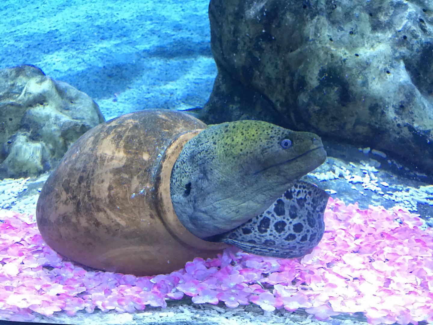 南昌八一书羽测试：铂尔曼酒店艺术户外草坪婚礼