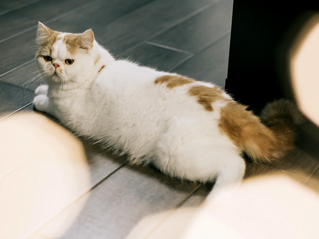 2021一价全包含四大/高级香槟金