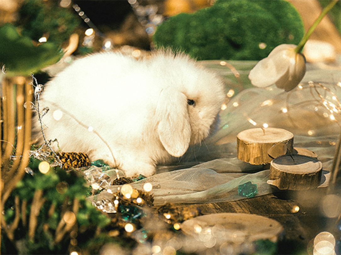 【人气推荐】明星套系/梦幻森系/林深时方见鹿