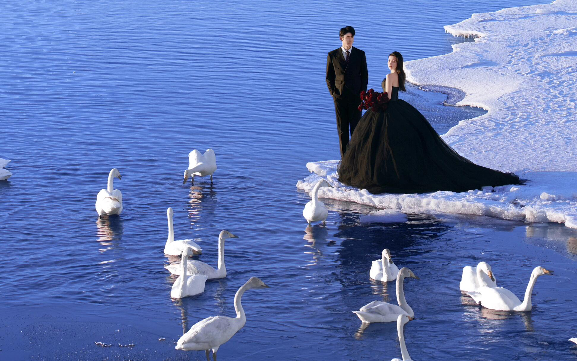 賽里木湖的黑天鵝