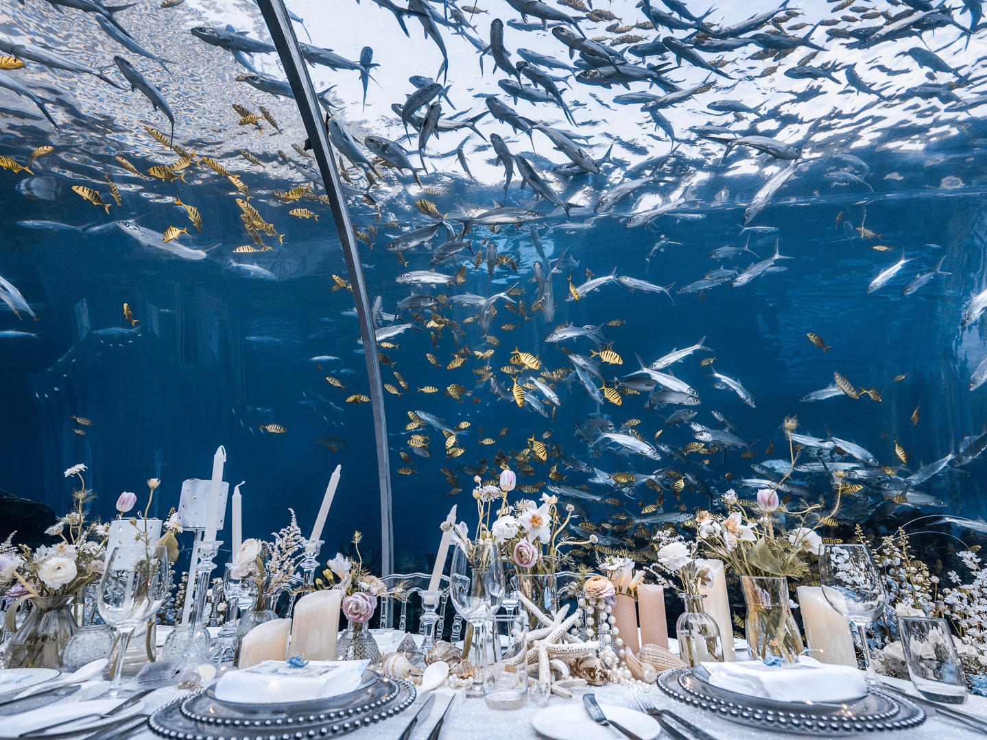 【梦幻海洋婚礼】掉进蔚蓝的海底世界