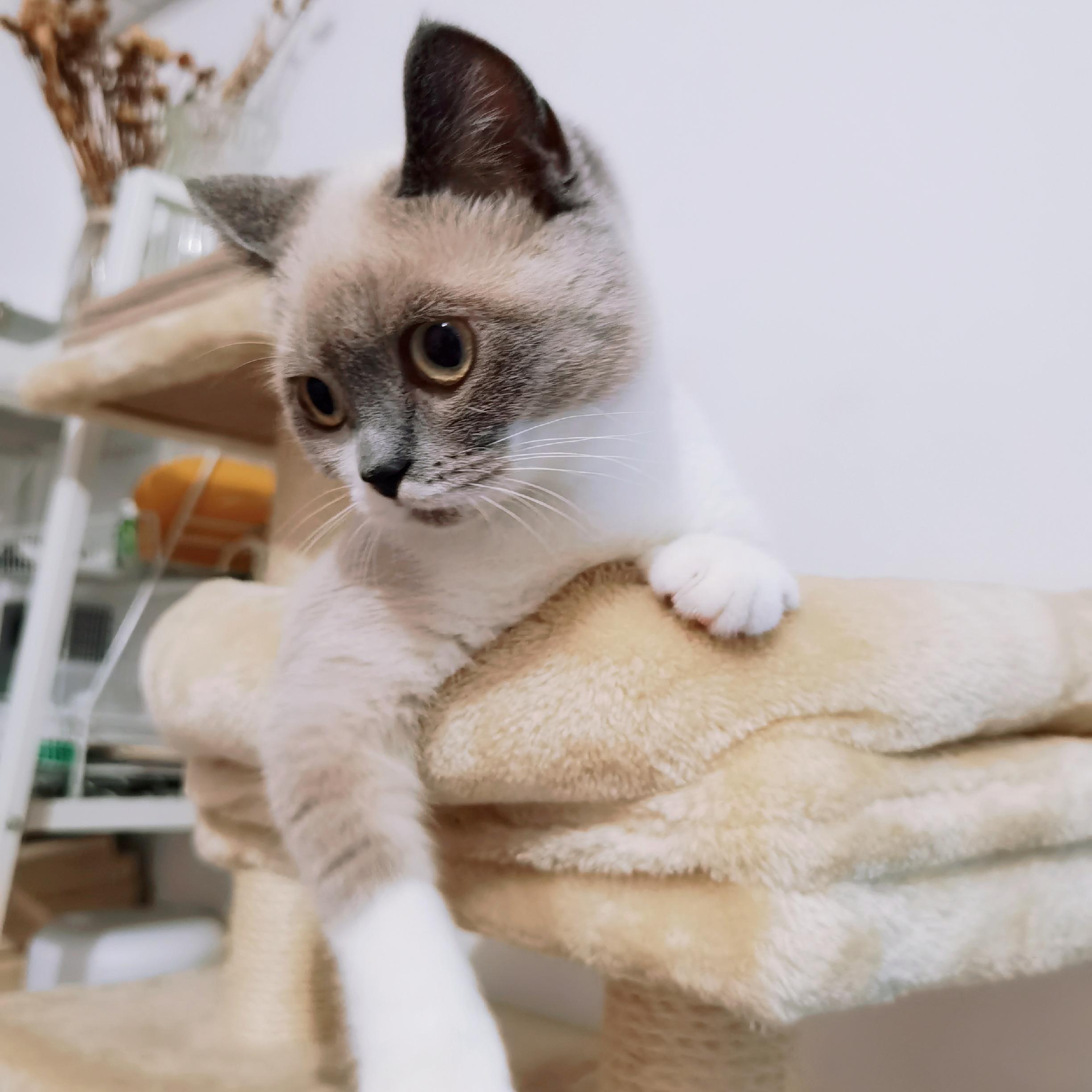 测试一休婚策0096