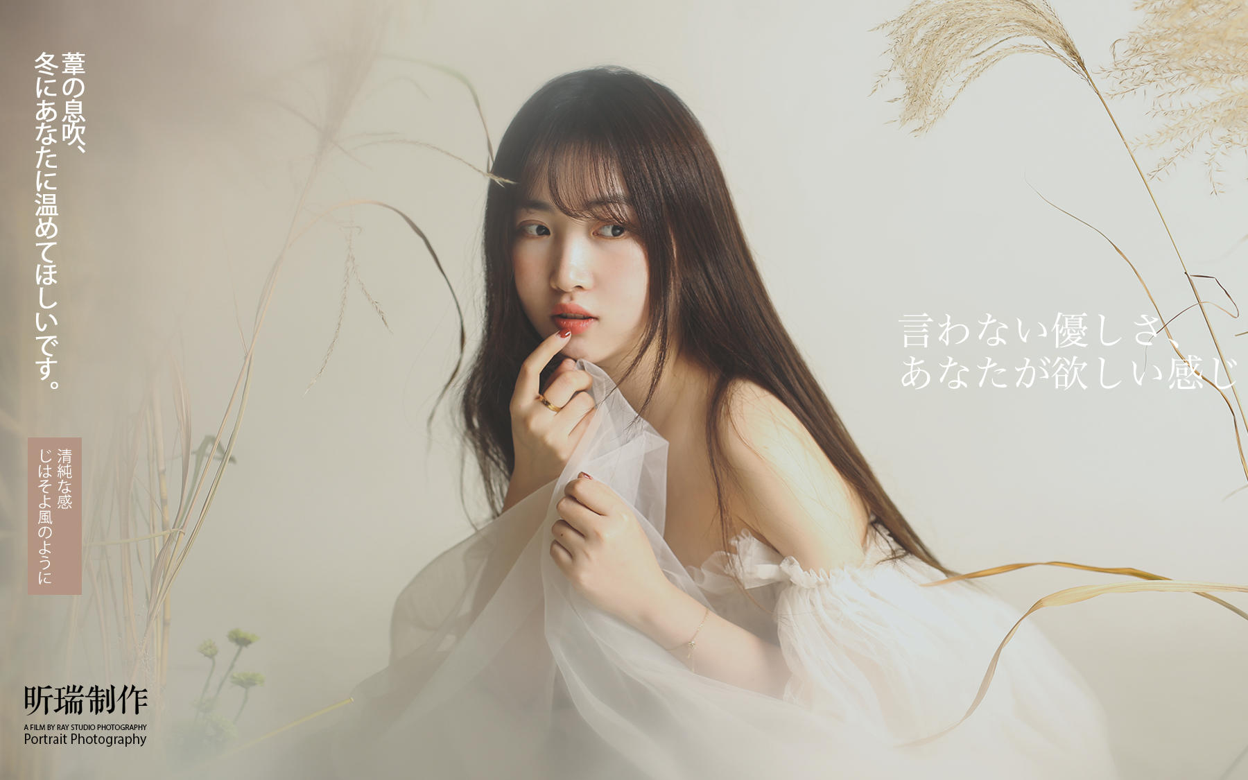 芦苇                 