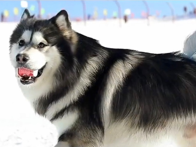 【光也电影】高端定制创始人档宝宝宴宝宝生日MV