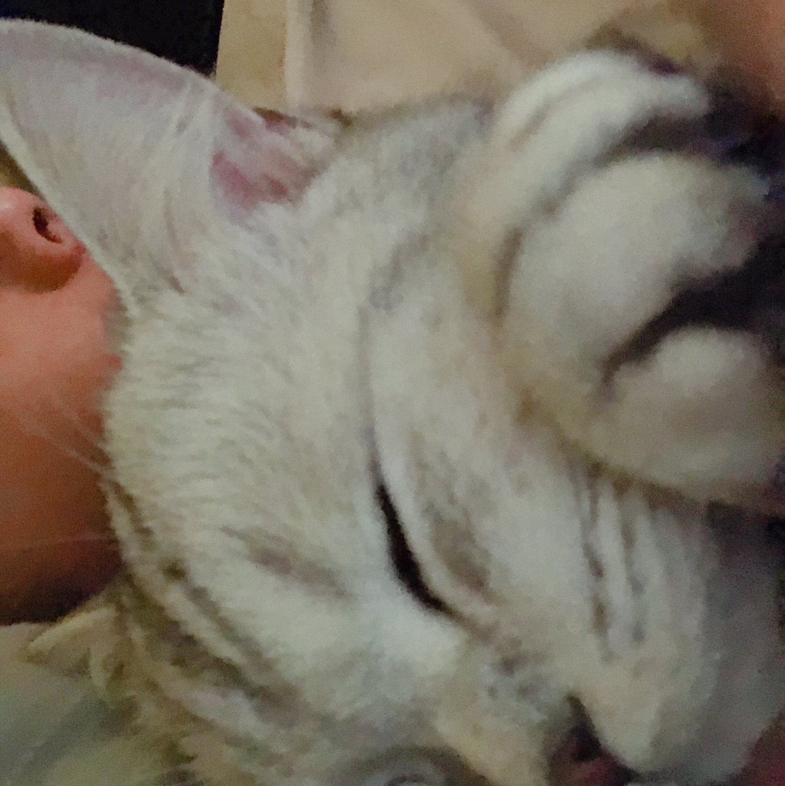 null测试团队申请