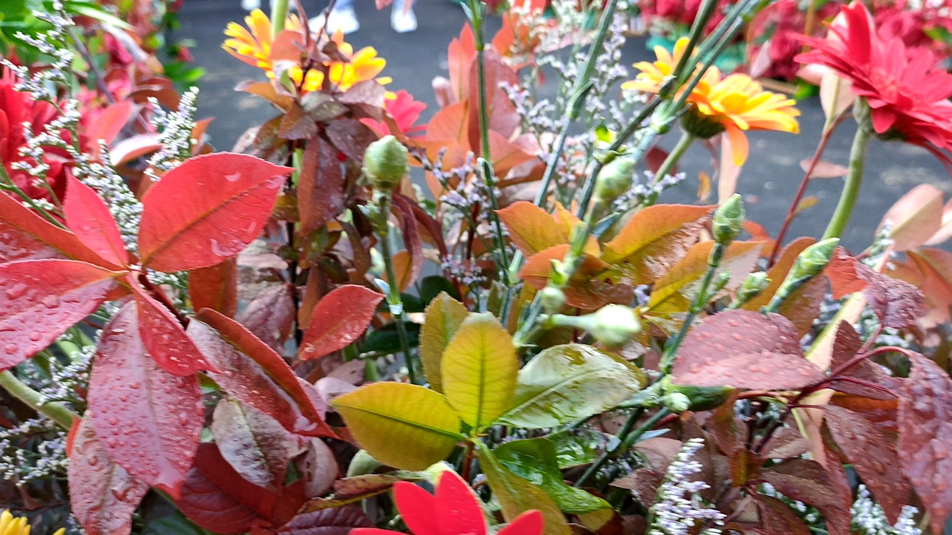 紅 色 系 庭 院 婚 禮