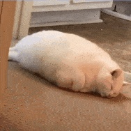 毛豆子