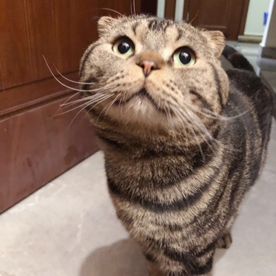 会飞的鱼🐟