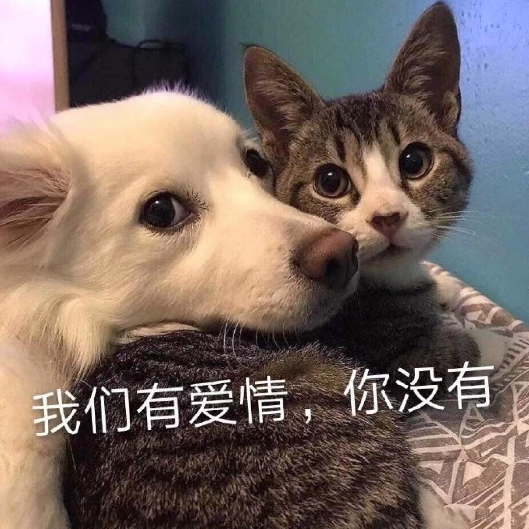 🐱v梵备婚达～