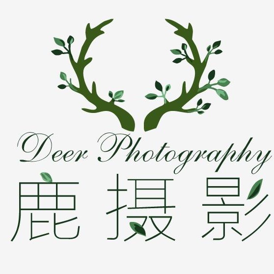 鹿摄影