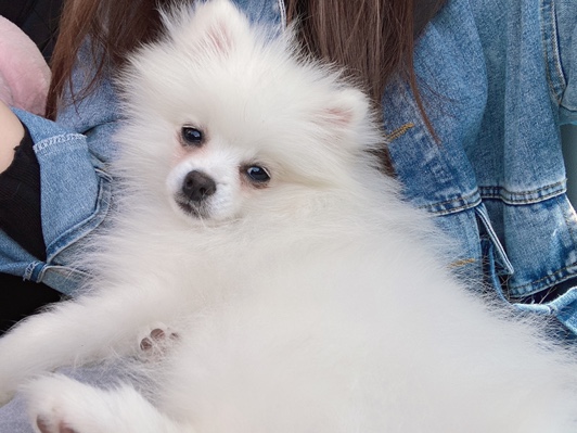 小犀_V274d8