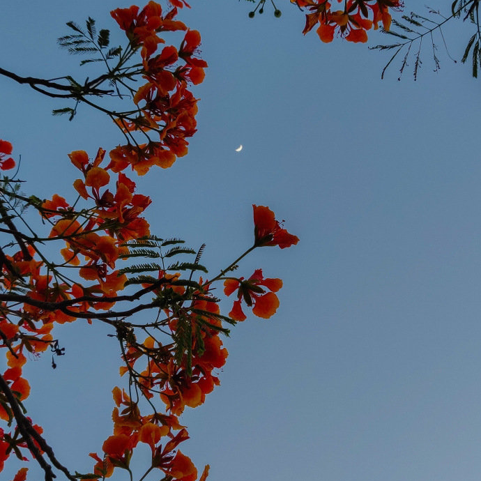 小餅干呀