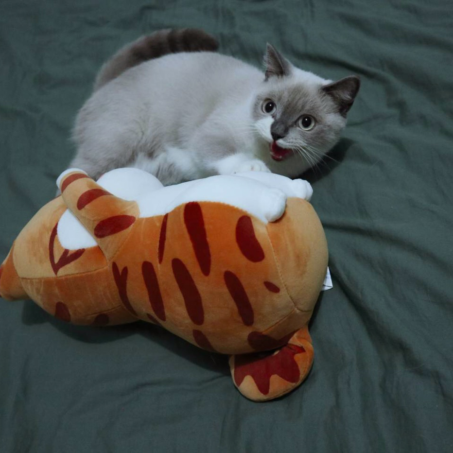 測(cè)試蘋(píng)果最后一個(gè)套餐小野啦啦