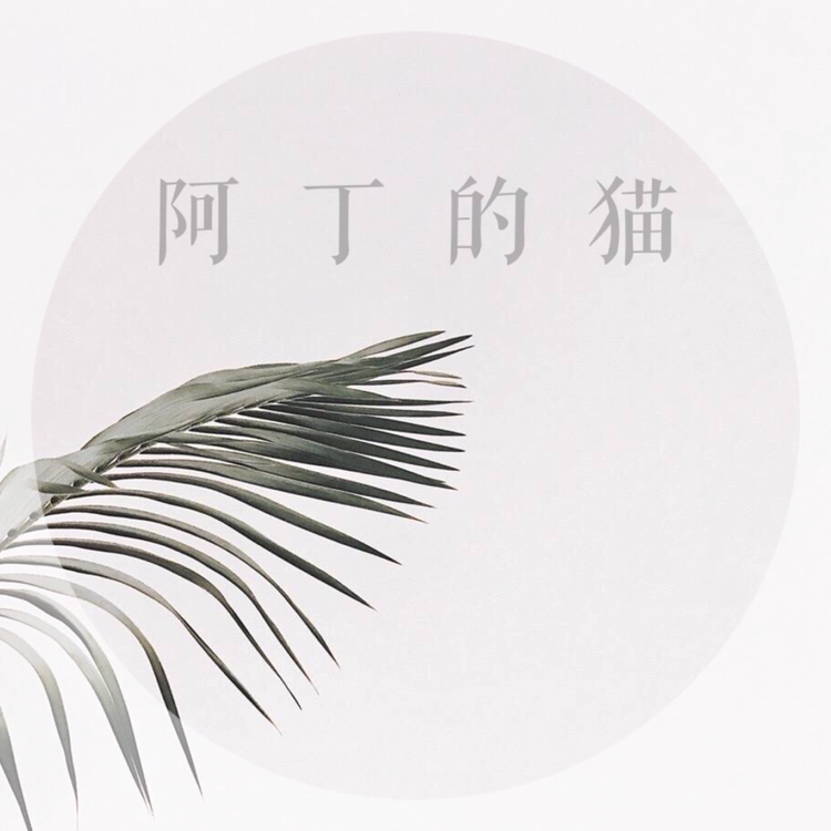 null阿丁的猫