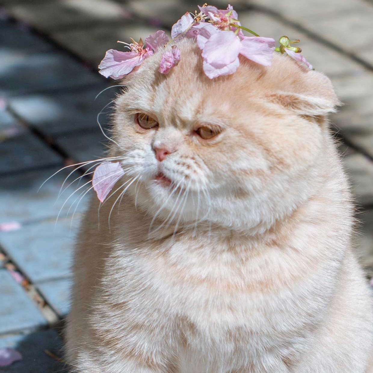 我的猫