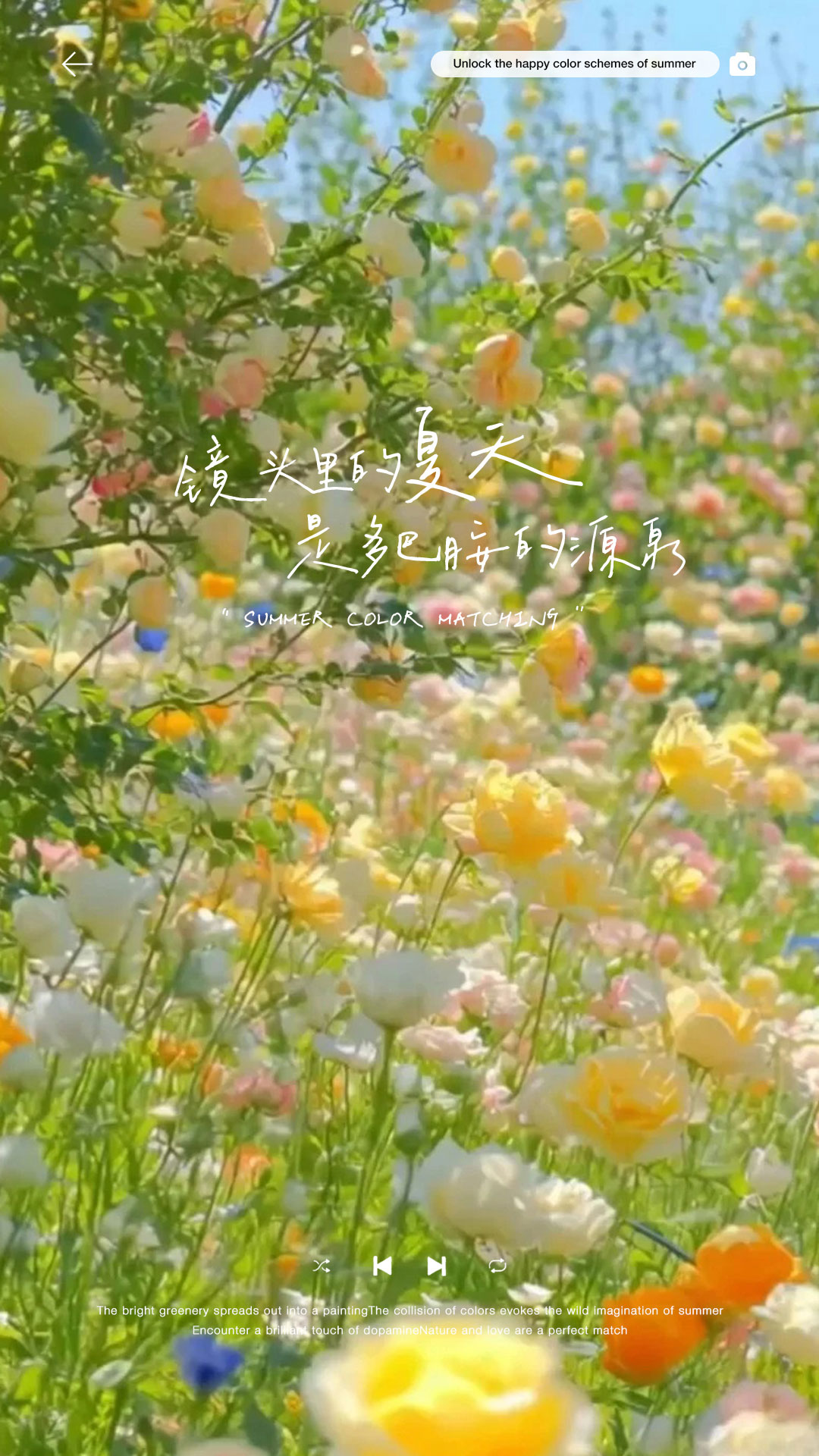 【今夏熱賣】多巴胺夏天+愛情微電影婚紗照