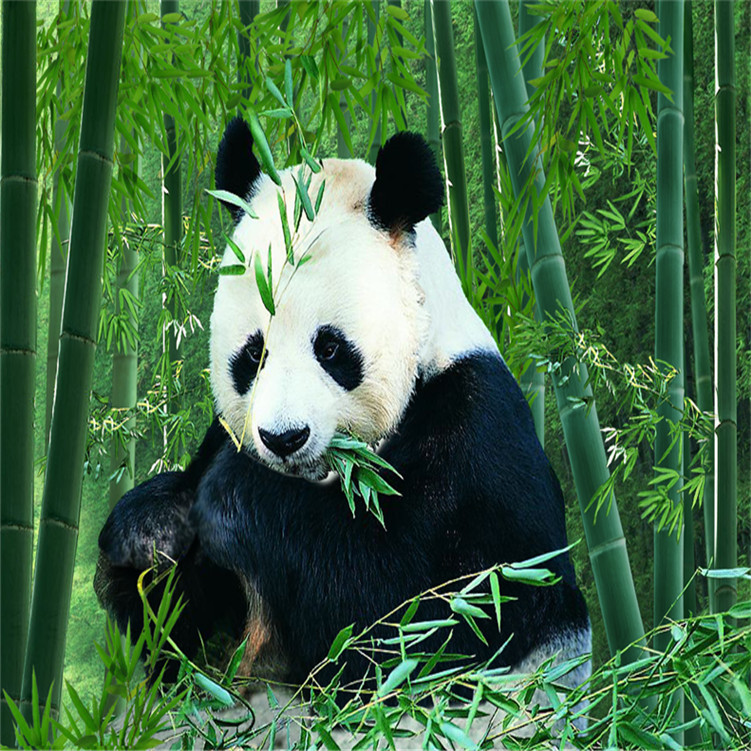 測(cè)試盤古11112