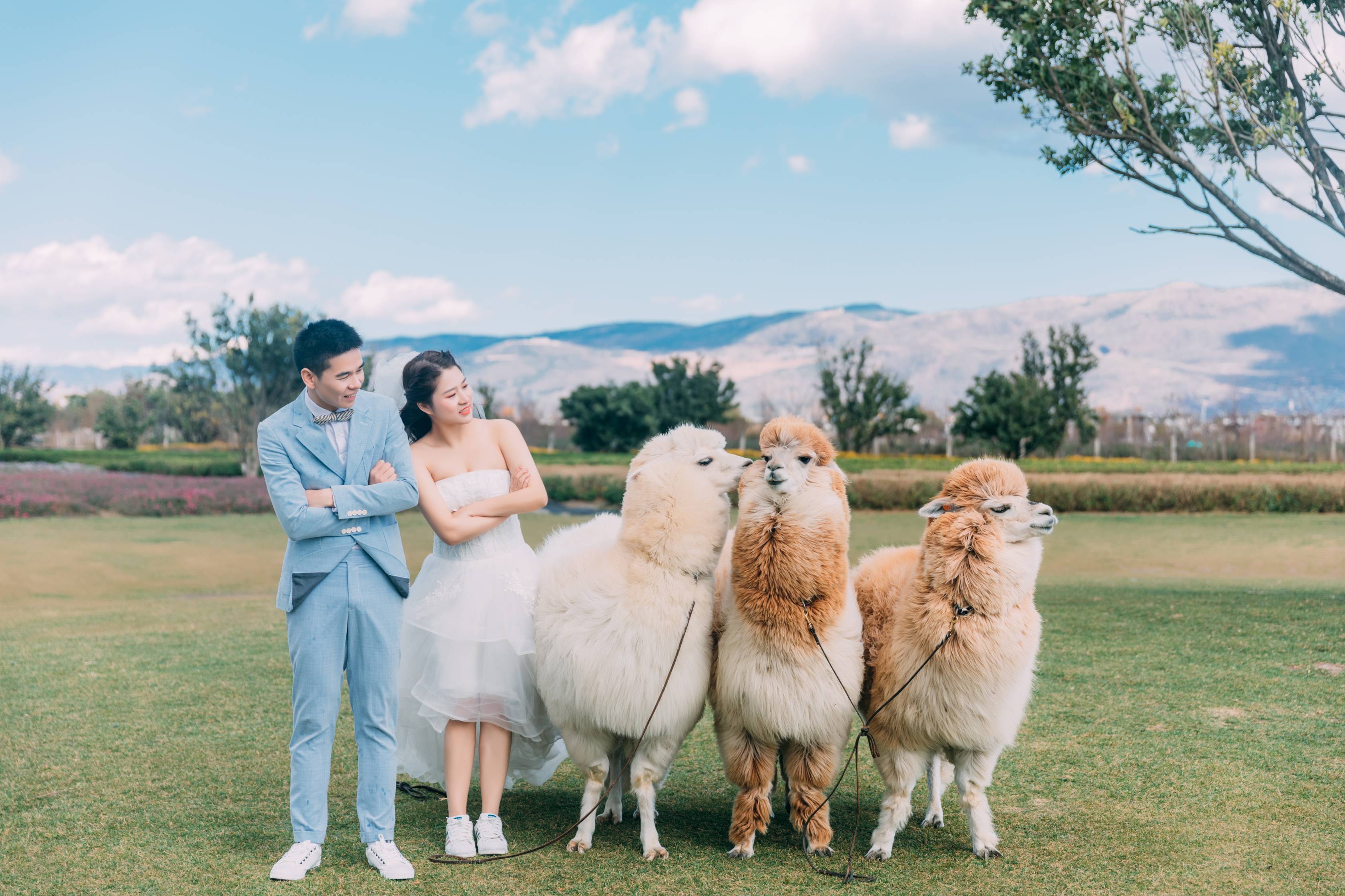 羊驼+海鸥合拍婚纱照，我的7K婚照朋友都说美过上万旅拍！