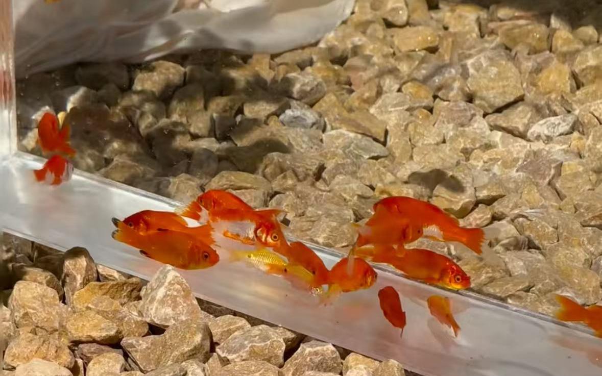 【慵懒的猫咪】主题婚礼—艾禾婚礼