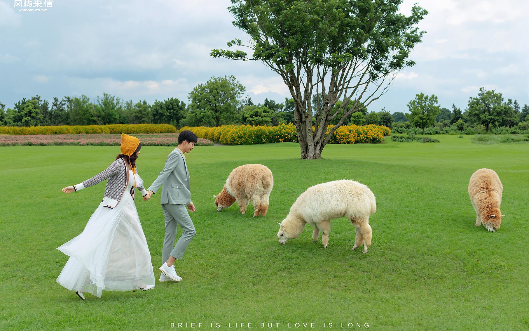 【風(fēng)嶼來(lái)信】超甜的森系萌寵羊駝婚紗照