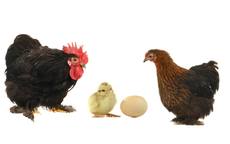 鸡和鸡相配婚姻如何