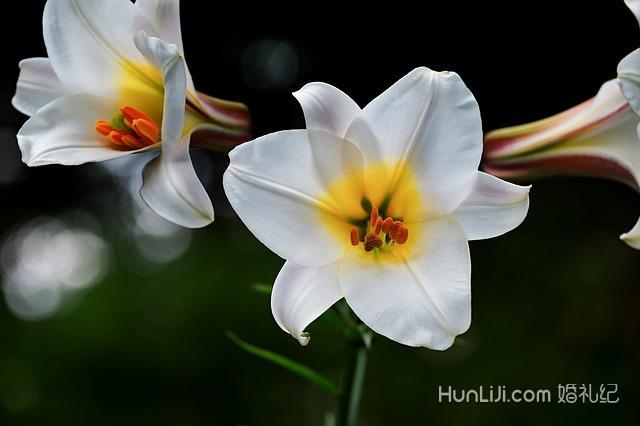 百合花的花语是什么意思(百合花的花语是什么意思 寓意)