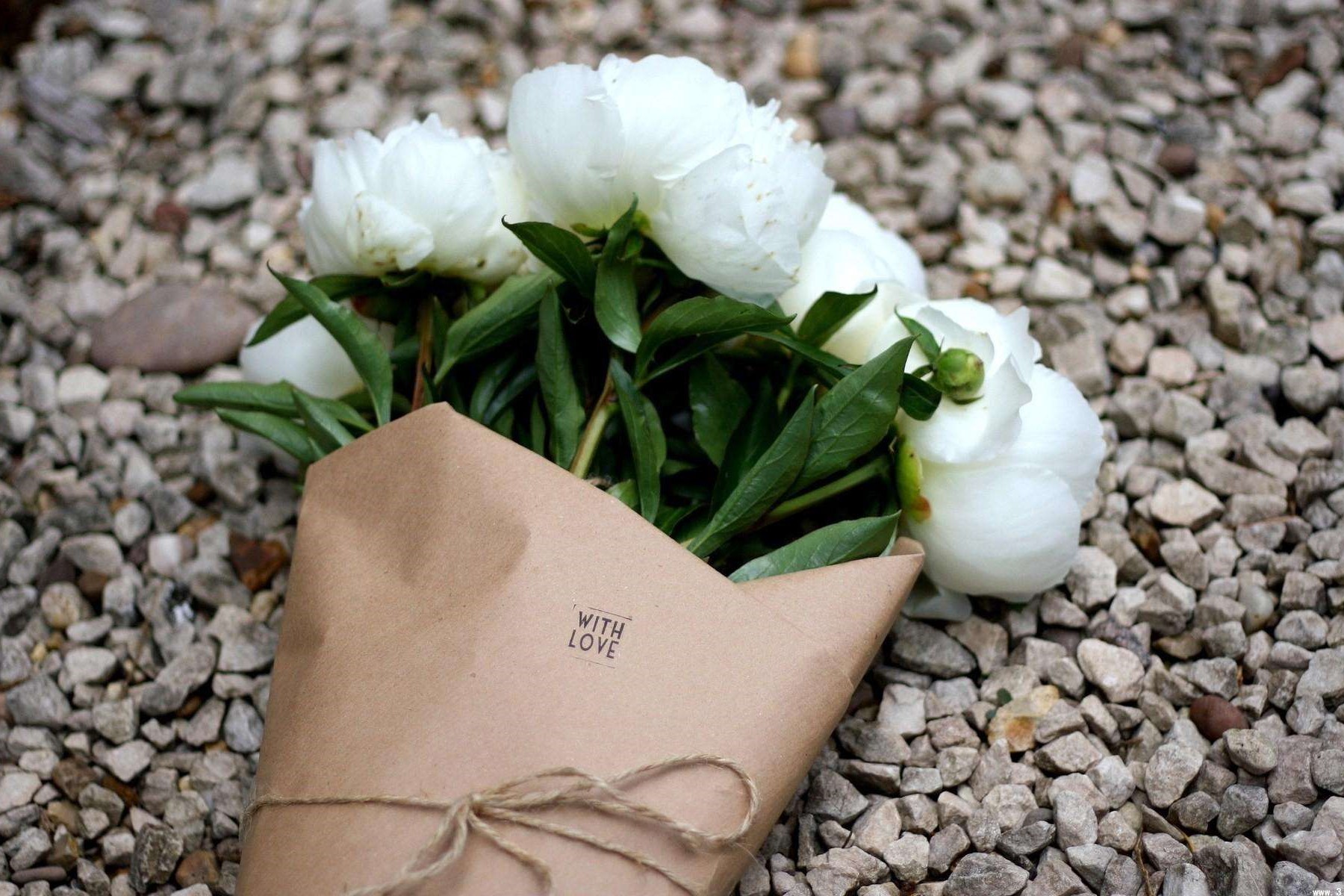 求婚用白玫瑰代表什么