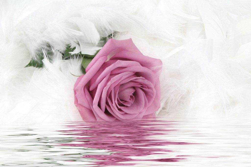 求婚用紫色玫瑰代表什么意思
