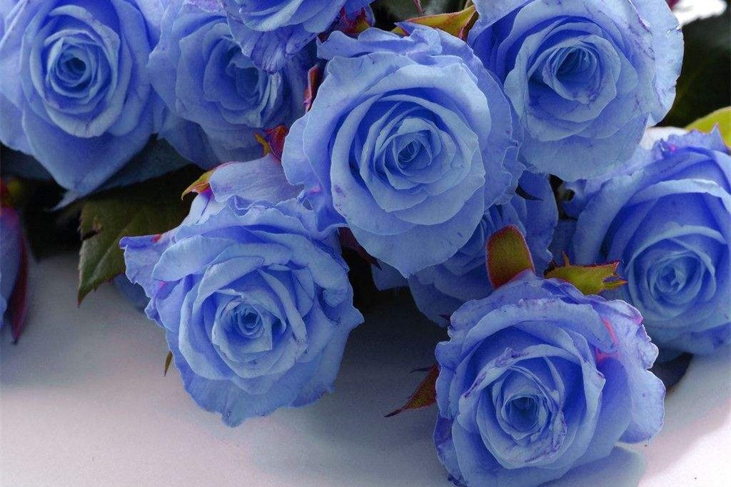 求婚用蓝色玫瑰代表什么