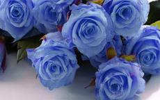求婚用蓝色玫瑰代表什么