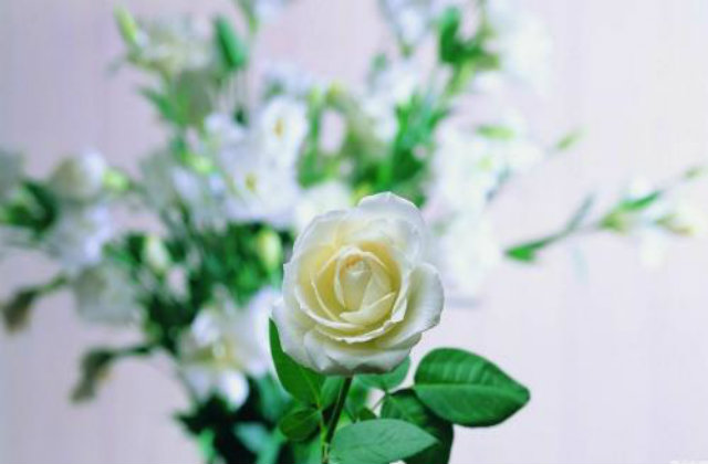 求婚用白玫瑰代表什么意思