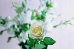 求婚用白玫瑰代表什么意思
