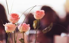 求婚用四朵玫瑰代表什么意思