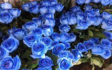 蓝色玫瑰代表什么，适合送女友吗