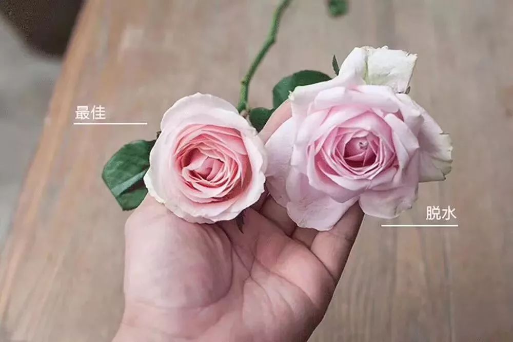 求婚用粉红玫瑰花代表的含义