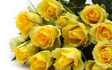 黄玫瑰代表什么意思 适合送女生吗