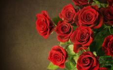 求婚送几朵玫瑰花代表的含义