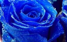 蓝玫瑰代表什么意思 适合送女生吗