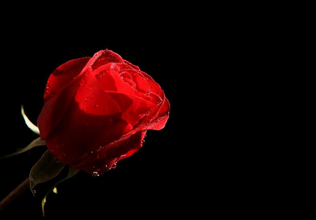 送女生一朵玫瑰花代表什么意思