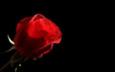 送女生一朵玫瑰花代表什么意思
